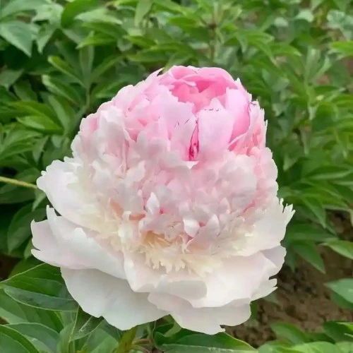 Anghel Cheeks Peony